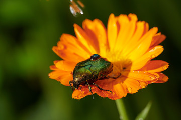 green bug on an orange flower  with raindrops in macro