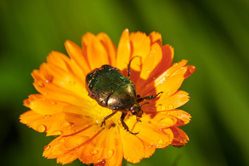 green bug on an orange flower  with raindrops in macro