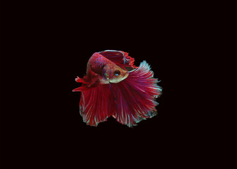 siamese fighting fish isolated black background. colorful freshwater fishes. super dark red shock fancy betta spreading fin and long tail dress swimming. close up focus selection with CLIPPING PATH