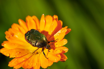 green bug on an orange flower  with raindrops in macro