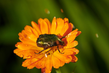 green bug on an orange flower  with raindrops in macro