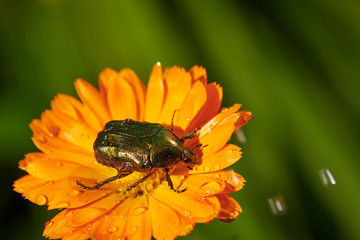 green bug on an orange flower  with raindrops in macro