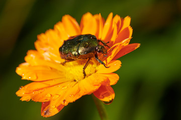 green bug on an orange flower  with raindrops in macro