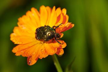green bug on an orange flower  with raindrops in macro