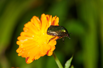 green bug on an orange flower  with raindrops in macro