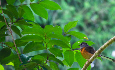 Pretty little songbird