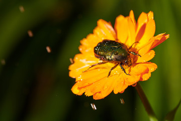 green bug on an orange flower  with raindrops in macro