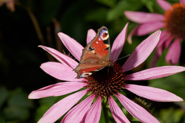 Butterfly on a violet pink flower  collects nectar in macro