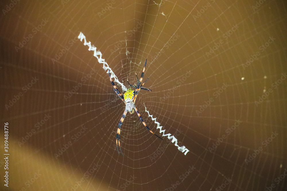 Wall mural zigzag spider and it's web