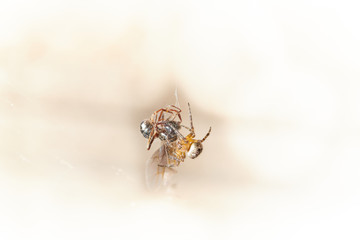 The spider caught an ant and fights with it, plaits it in a web macro