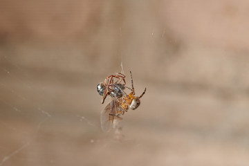 The spider caught an ant and fights with it, plaits it in a web macro