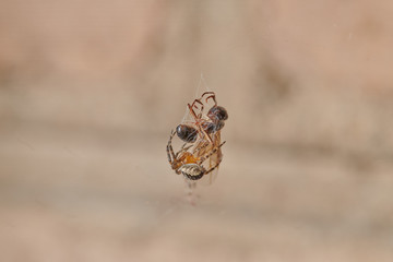 The spider caught an ant and fights with it, plaits it in a web macro