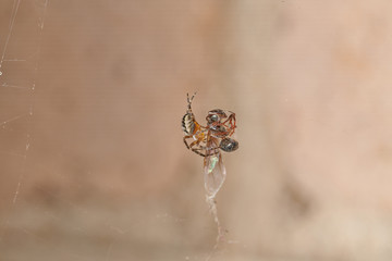 The spider caught an ant and fights with it, plaits it in a web macro