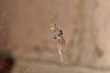 The spider caught an ant and fights with it, plaits it in a web macro
