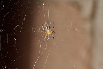 The spider caught an ant and fights with it, plaits it in a web macro