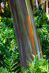 Rainbow Eucalyptus tree trunk
