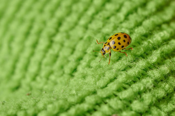Small yellow insect ladybug beetle on a green surface in macro