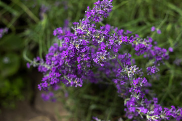 Fragrant lilac lavender grows in the garden. Beautiful plant, flower. Health concept, aromatherapy