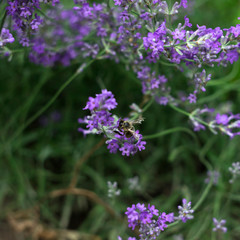 Fragrant lilac lavender grows in the garden, the bee collects nectar. Beautiful plant, flower. Health concept, aromatherapy