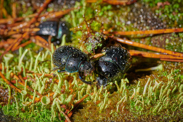 Several large insect black beetles pung bug on a green moss