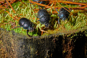Several large insect black beetles pung bug on a green moss