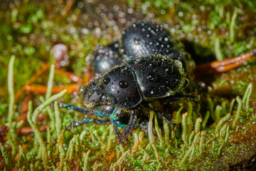 Several large insect black beetles pung bug on a green moss