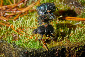 Several large insect black beetles pung bug on a green moss