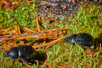 Several large insect black beetles pung bug on a green moss