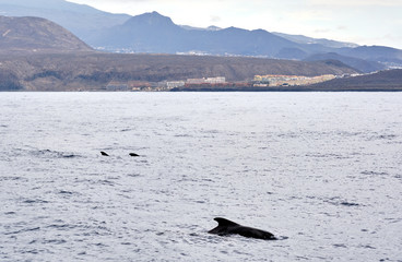Fototapeta premium Long-finned pilot whale in waters of Mediterranean Sea. Tenerife Island, Canary, Spain
