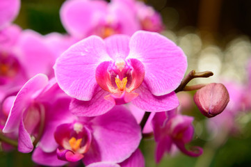Phalaenopsis orchid flower developed, pink flower petals with undeveloped bud.