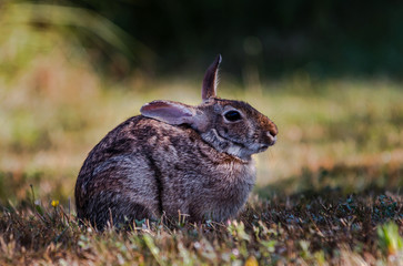 Bush Rabbit with ears back 