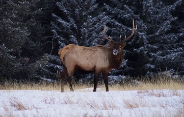 Naklejka na ściany i meble elk in the snow