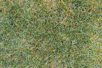 Grass in a backyard garden