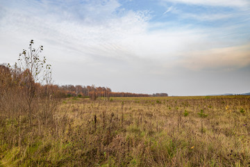 Obraz premium Natural background. A spacious field, a grove with orange colors of autumn leaves, a dark cloud is approaching on the right. Peaceful pastoral landscape