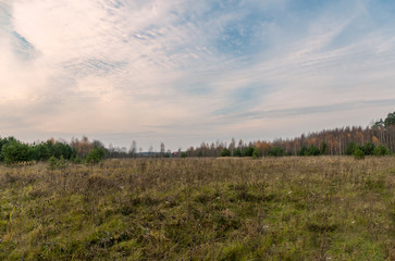 Autumn landscape. A field with withering grass and flowers under a dusky cloudy sky, a grove with pines and birches with the last orange leaves, in the distance is the brown roof of the village house