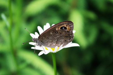 Butterfly on a chamomile flower