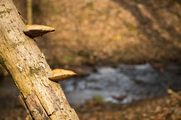 The parasite, the hub mushroom grows on an old tree in the forest.
