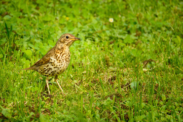 The Common Starling bird walks on the green grass and looks for food.