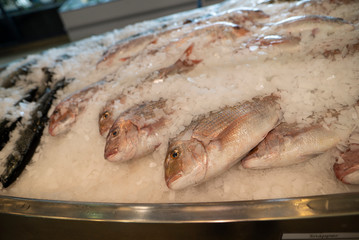 fresh fish on the market