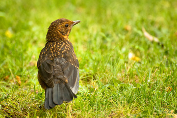 The Common Starling bird walks on the green grass and looks for food.