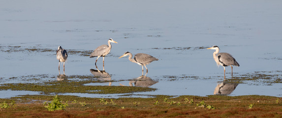 Heron group
