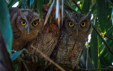 great horned owl on a tree