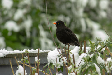 bird on a branch