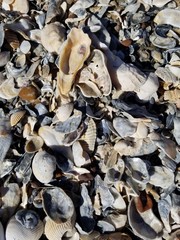 nature, food, texture, autumn, shell, leaves, leaf, brown, natural, mushroom, dry, fall, macro, sea, dried, beach, stone, oyster, tree, closeup, organic, pattern
