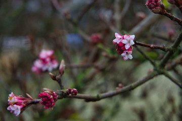 Blüten zur Weihnacht