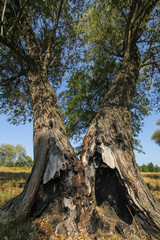 Fallen dry trees in the forest. Logs of old trees in a nature reserve in Central Europe. Autumn season.