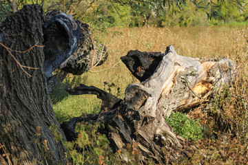 Fallen dry trees in the forest. Logs of old trees in a nature reserve in Central Europe. Autumn season.