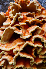 Chicken of the woods mushroom