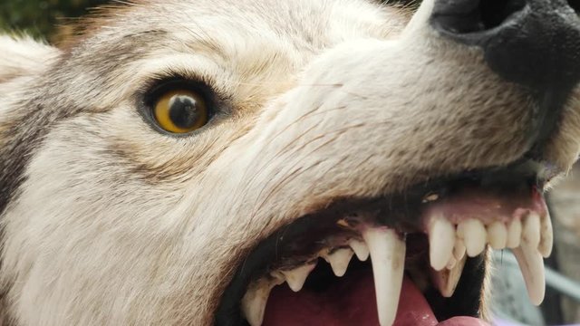 Angry aggressive stuffed wolf with sharp teeth. Killed wild animal snout taxidermy