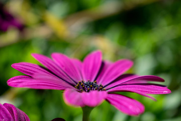 Beautiful flower on a green background